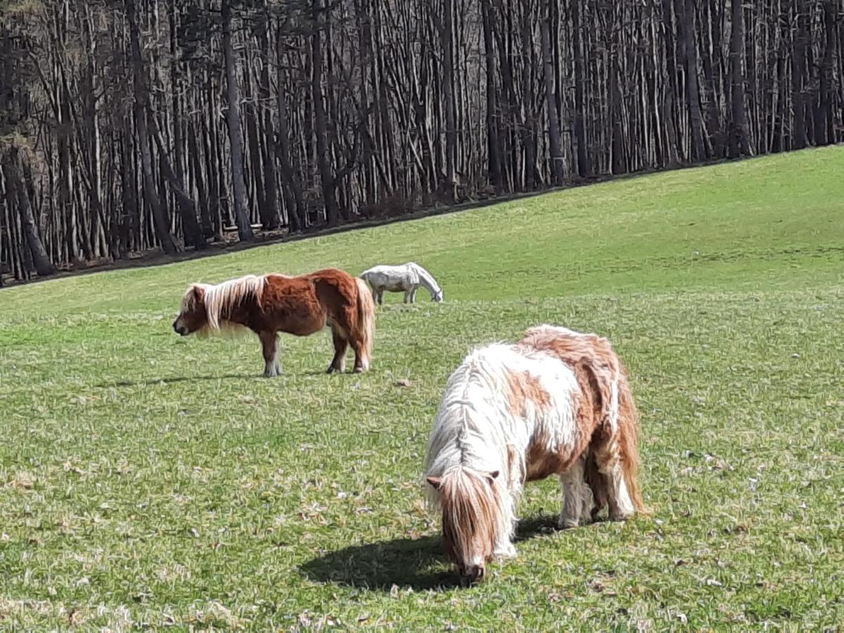 Erholungsheim Im Wienerwald Irenental المظهر الخارجي الصورة
